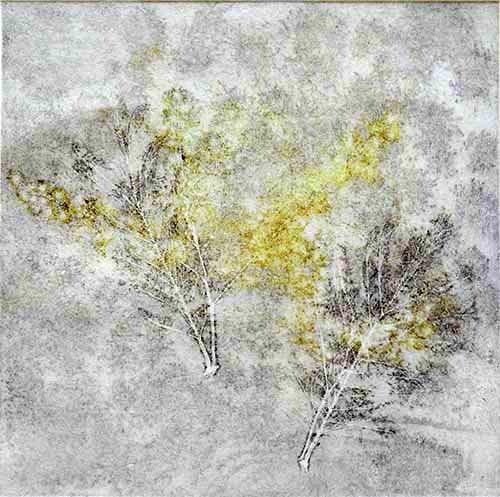 mimosa-9----a--2017-497x500